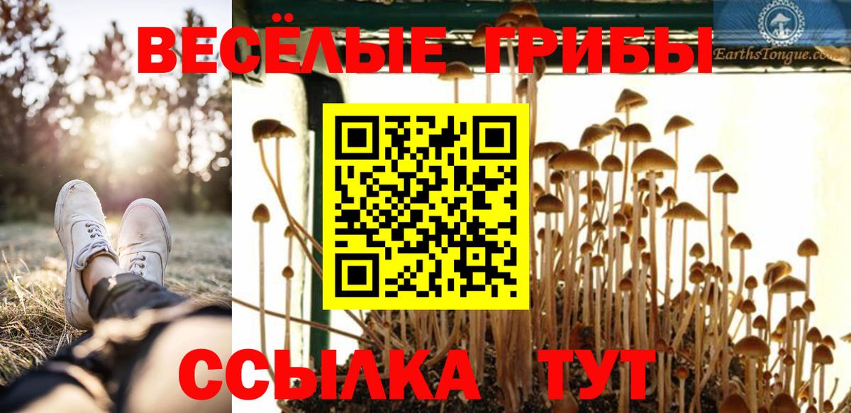 Гудермес  Галлюциногенные грибы Psilocybine cubensis  Вход с VPN 